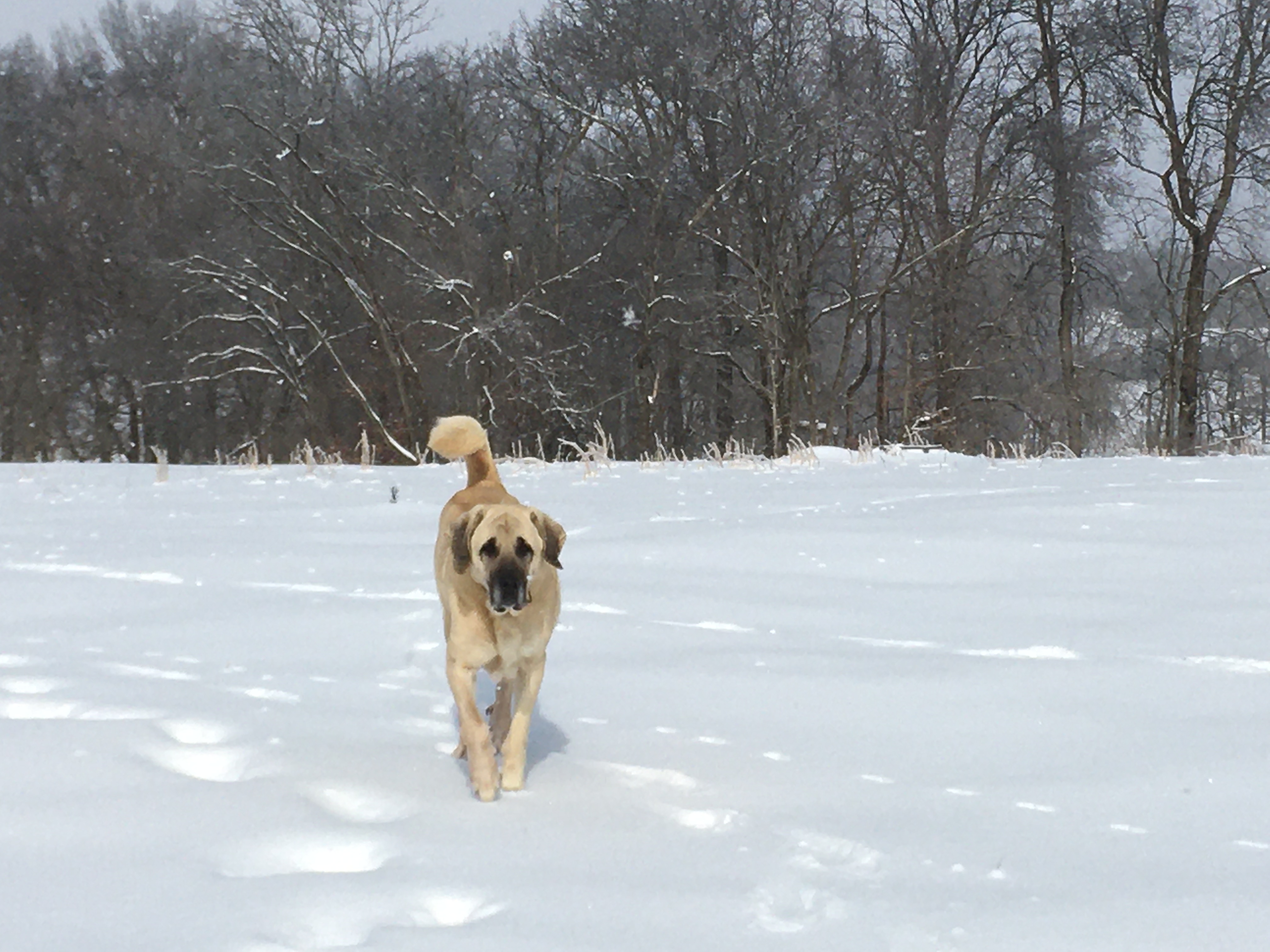 Jake the Wonder Dog