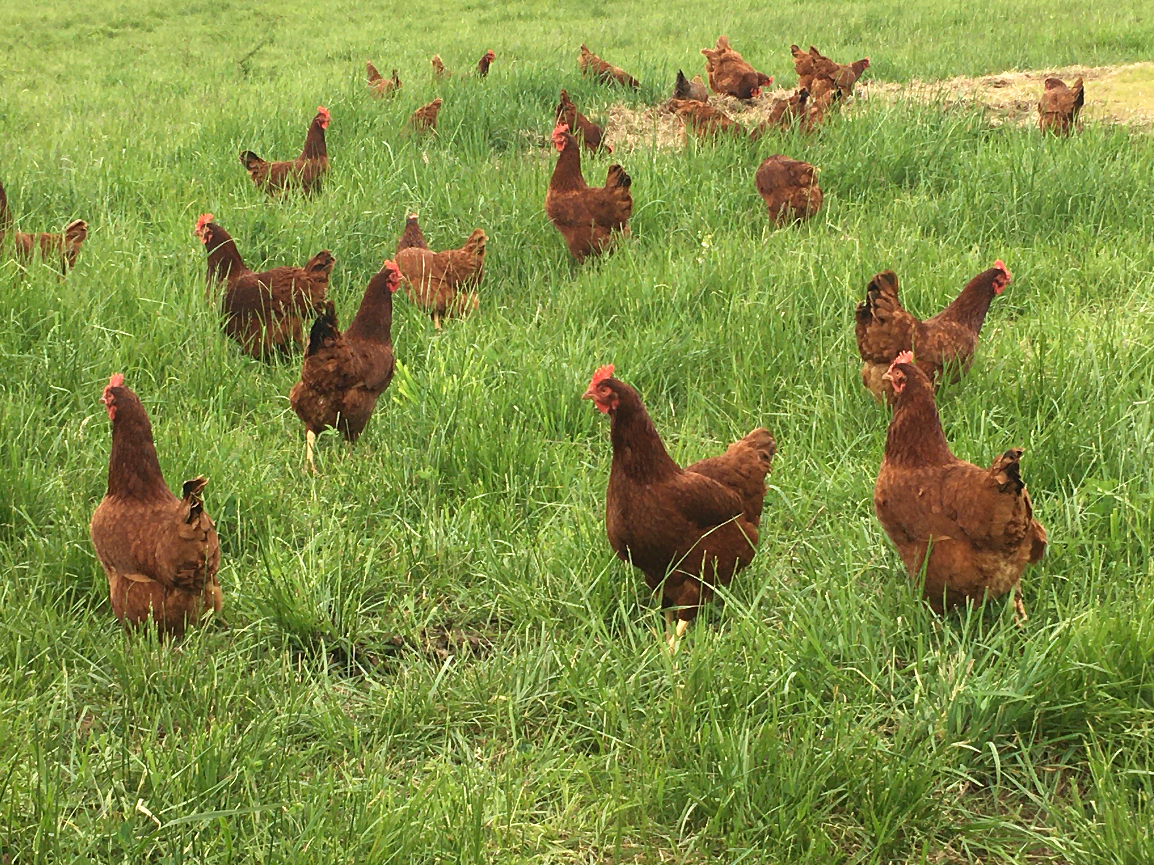 Happy Chickens Making Pasture Raised Eggs