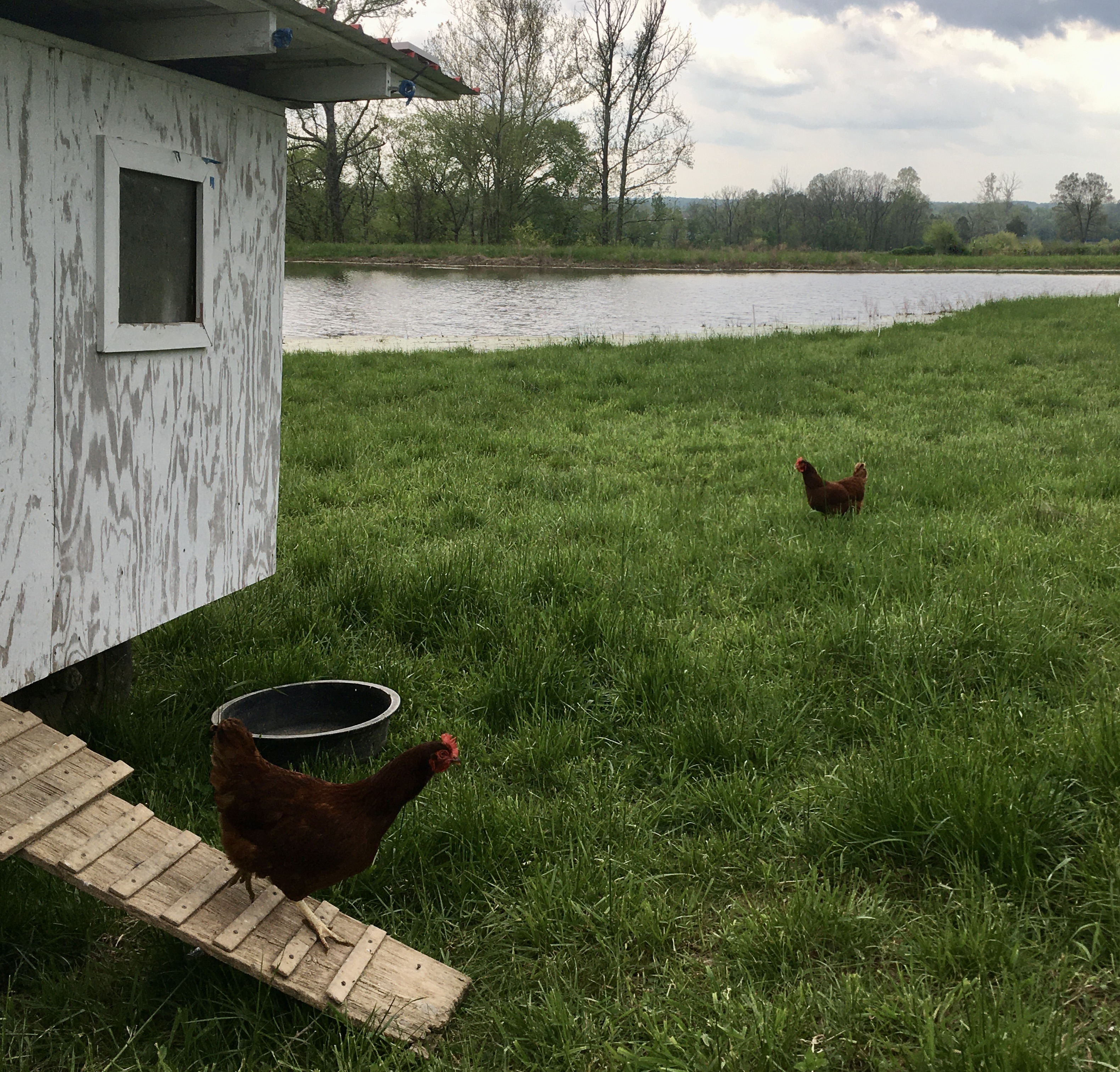 Happy Chickens Making Pasture Raised Eggs